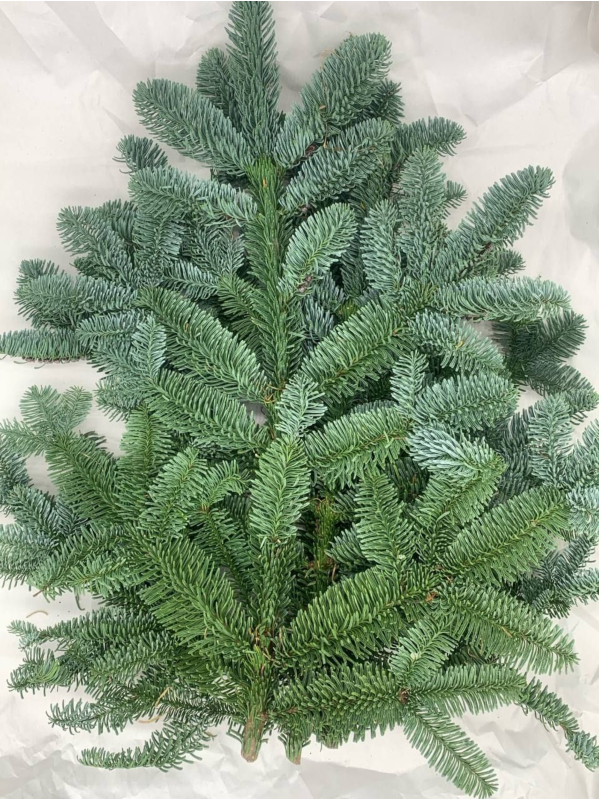 Хвоя живая Нобилис 500гр