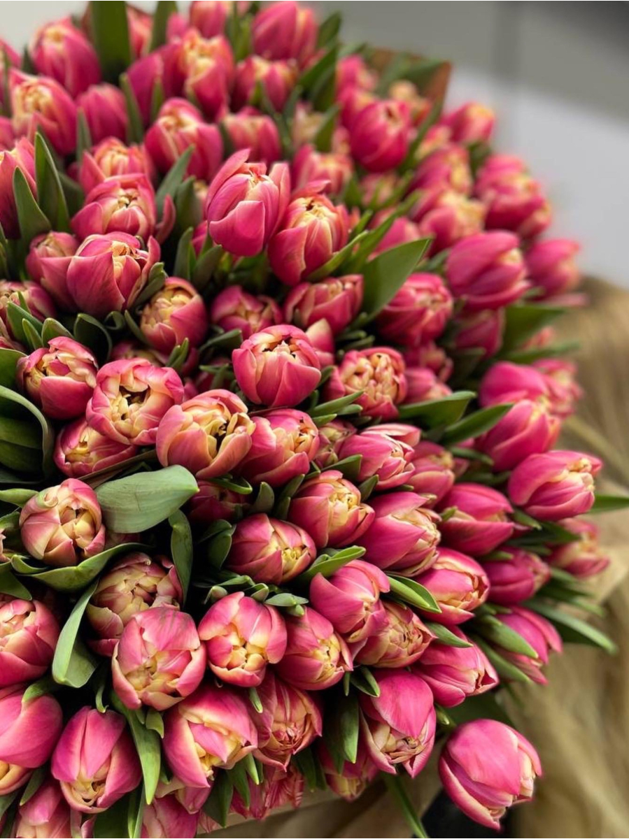 Тюльпан пионовидный Колумбус