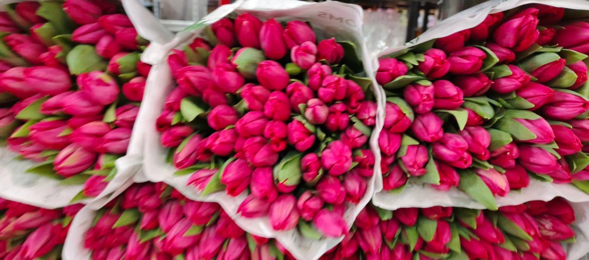 Тюльпаны розовые классические Россия