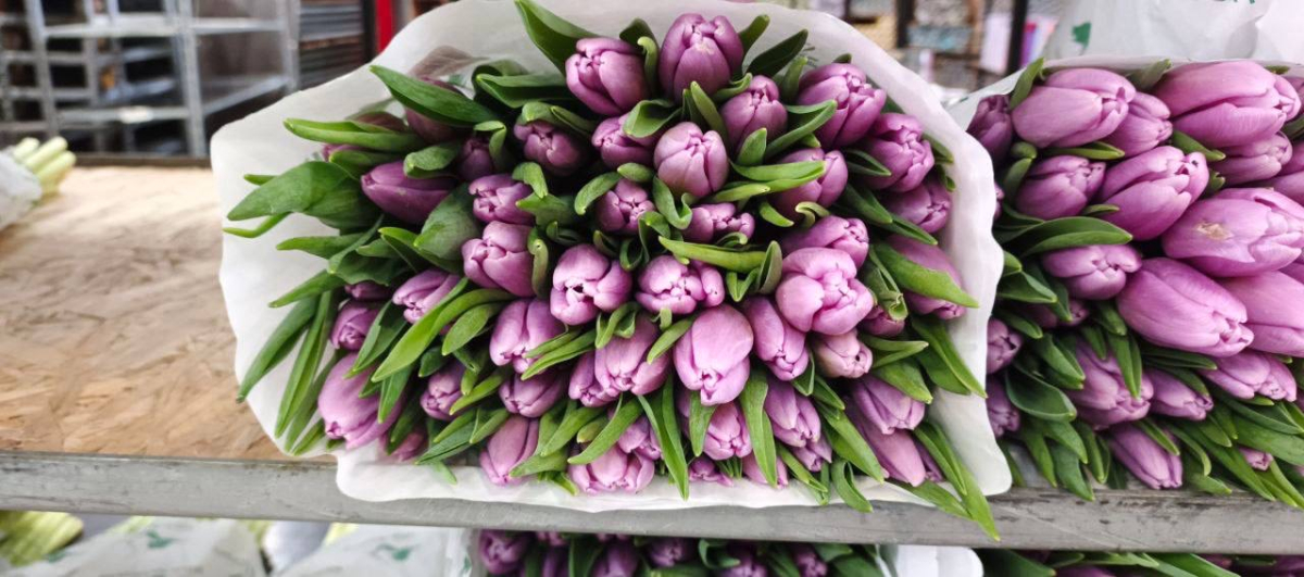 Тюльпаны светло-розовые классические Россия