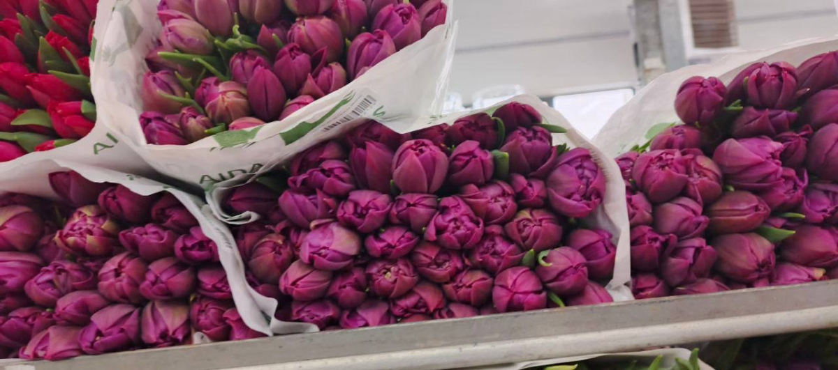 Тюльпаны сиреневые классические Россия