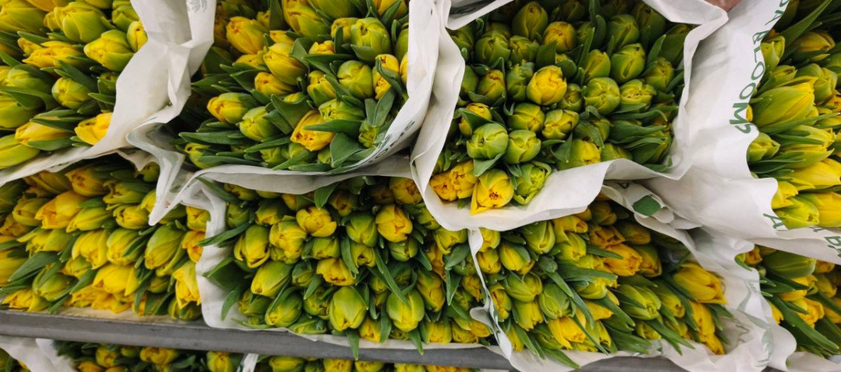 Тюльпан желтый пионовидный Россия