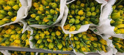 Тюльпан желтый пионовидный Россия