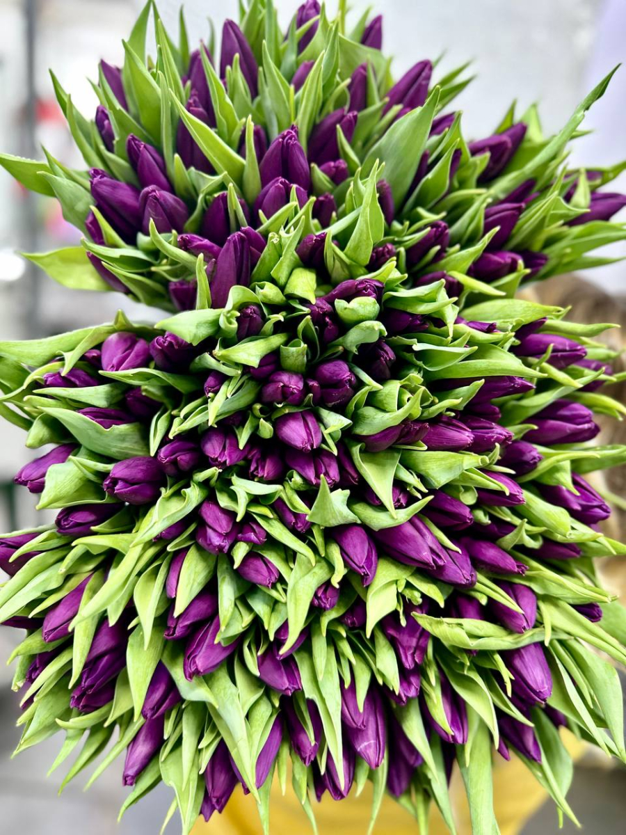 Тюльпан сорта Пурпл Принц