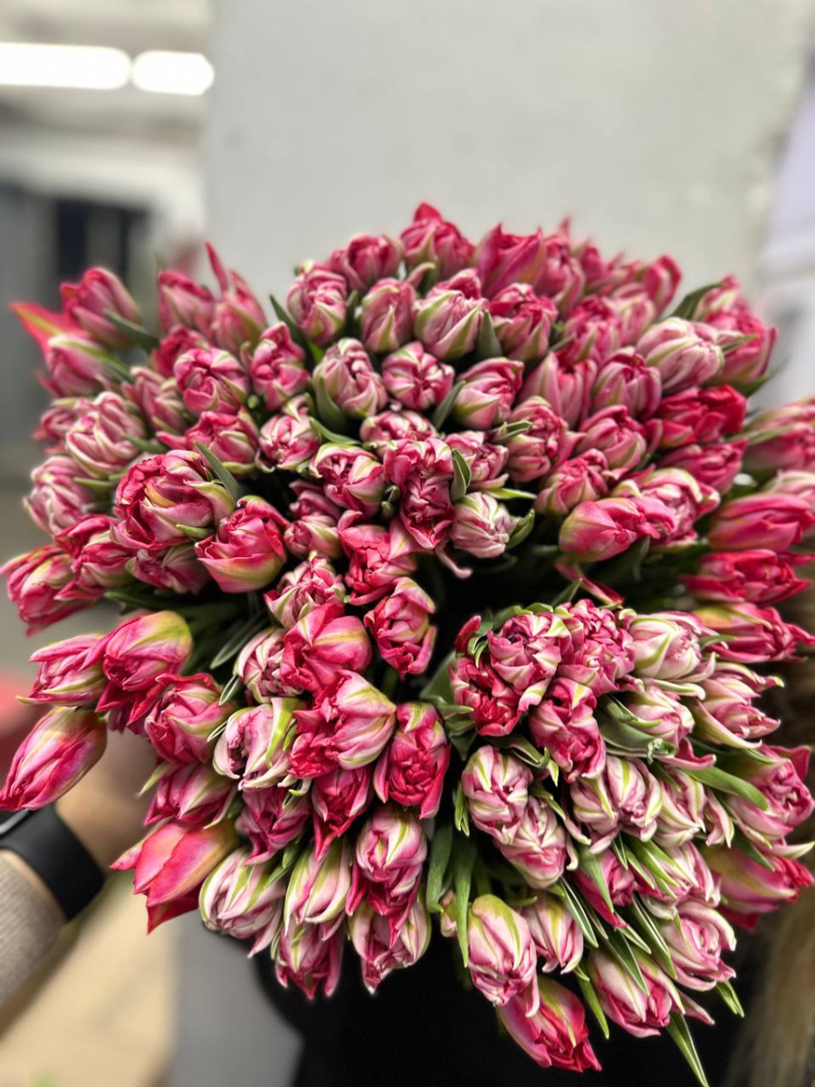 Тюльпан пионовидный Флеш поинт