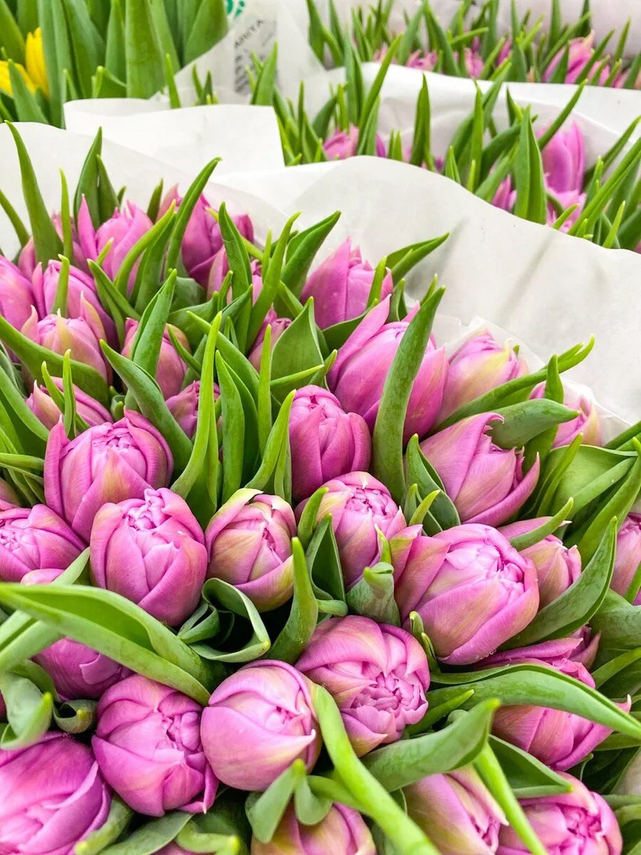 Тюльпан пионовидный Дабл принцесс