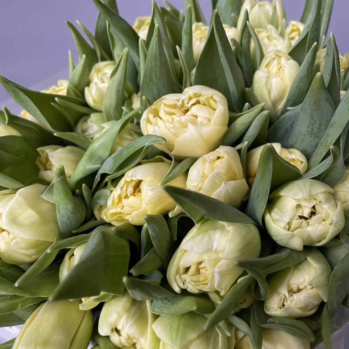 Тюльпан махровый Верона