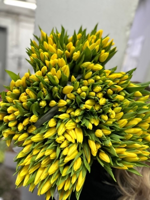 Тюльпан Стронг Голд