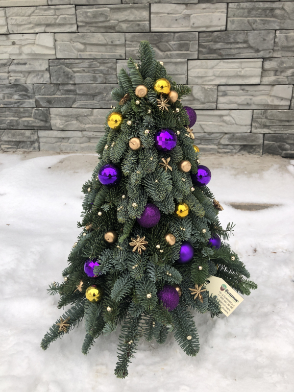 Ель из нобилиса, высота 70 см.